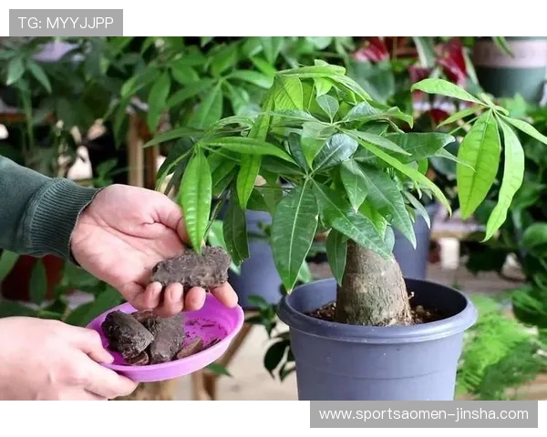 澳门永利赌场发财树的养护误区与注意事项，避免常见错误影响财运发展